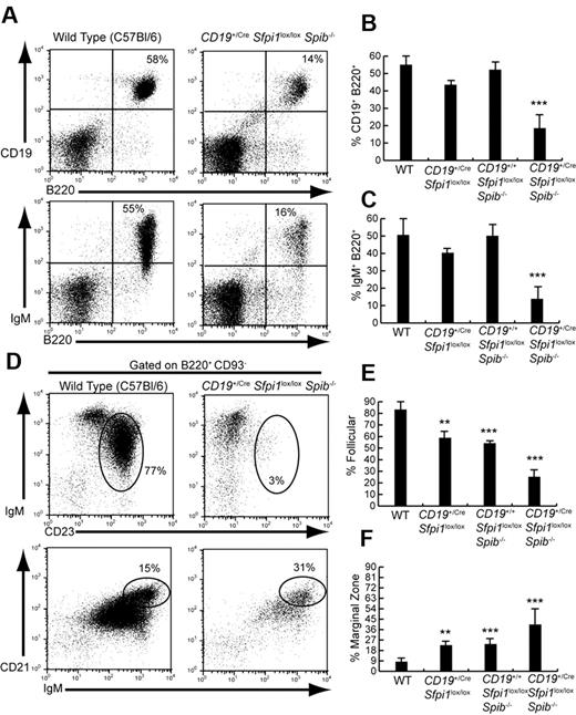 Figure 1. Six- to 10-week-old CD19+/CreSfpi1lox/loxSpib−/− mice have reduced follicular B cell frequencies. (A) Reduced B-cell frequencies in the spleen of CD19+/CreSfpi1lox/loxSpib−/− mice compared with C57Bl/6 mice. Flow cytometric analysis was performed to determine the frequency of B cells expressing CD19 and B220 (top panels) or surface IgM and B220 (bottom panels) in the spleen of mice of the indicated genotypes. (B) Quantitation of the frequency of splenic B cells expressing CD19 and B220 for groups of 5 mice of the indicated genotypes. (C) Quantitation of the frequency of splenic B cells expressing surface IgM and B220 for groups of 5 mice of the indicated genotypes. (D) Reduction of FO B-cell frequency and increase of marginal zone (MZ) B-cell frequency in the spleen of CD19+/CreSfpi1lox/loxSpib−/− mice. Flow cytometric analysis was performed to determine the relative frequency of FO B cells (IgM+CD23+, indicated by ovals in top panels) and MZ B cells (IgMhiCD21hi, indicated by ovals in bottom panels) in the spleen of mice of the indicated genotypes. Results are shown gated on mature B220+CD93− B cells. (E) Quantitation of the frequency of splenic FO B cells (B220+CD93−IgM+CD23+) for groups of 5 mice of the indicated genotypes. (F) Quantitation of the frequency of splenic MZ B cells (B220+CD93−IgMhiCD21hi) for groups of 5 mice of the indicated genotypes.
