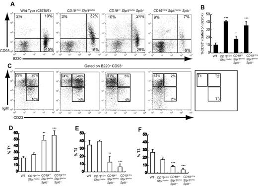 Figure 2. Impaired transitional B-cell differentiation in mice deficient in PU.1 and/or Spi-B. (A) Increased splenic transitional B-cell frequencies in mice deficient in PU.1 or Spi-B. Flow cytometric analysis was performed to determine the frequency of transitional B cells expressing both B220 (x-axis) and CD93 (y-axis) in the spleen of 6- to 10-week-old mice of the indicated genotypes (see 4 panels). (B) Quantitation of results shown in Panel A for groups of 5 mice of each indicated genotype. The frequency of CD93+ cells is shown gated on B220+ cells. (C) Altered differentiation of splenic transitional B cells in mice deficient in PU.1 or Spi-B. Flow cytometric analysis was performed to determine the frequency of transitional-1 (IgM+CD23−), transitional-2 (IgM+CD23+), and transitional-3 (IgMlowCD23+) B cells (indicated by boxes and legend in right panel). Results shown were gated on B cells expressing both B220 and CD93. (D-F) Quantitation of results shown in panel C for transitional-1, transitional-2, or transitional-3 B cells for groups of 5 mice of the indicated genotypes.
