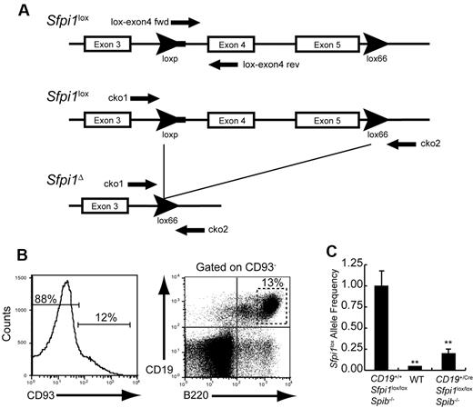 Figure 3. Measurement of Sfpi1lox allele deletion frequency. (A) Schematic of the Sfpi1lox allele encoding PU.1. Arrowheads indicate loxP or lox66 sequences. The thick line extending from the 5′ loxP sequence indicates unique DNA sequence derived from the targeting vector. Arrows indicate locations recognized by PCR primers. Names of primers are indicated. DNA sequence of the Sfpi1lox allele was determined by cloning and sequencing using primers listed in supplemental Table 1. (B) Enrichment of mature B cells by cell sorting. CD93−CD19+B220+ B cells were enriched from the spleen of 8-week-old wild-type (WT), CD19+/+Sfpi1lox/loxSpib−/−, or CD19+/CreSfpi1lox/loxSpib−/− mice by flow cytometric cell sorting. Genomic DNA was prepared from sorted cells and used as template for qPCR analysis. (C) Measurement of Sfpi1lox allele frequencies using qPCR. Primers lox-exon4 fwd and lox-exon4 rev (supplemental Table 1) were used to determine relative frequencies of intact Sfpi1lox alleles in B cells enriched from mice of the indicated genotypes. The Sfpi1lox allele frequency in CD19+/+Sfpi1lox/loxSpib−/− B cells was set to 1.00 (left bar), and the relative Sfpi1lox allele frequency in CD19+/CreSfpi1lox/loxSpib−/− B cells was expressed as a decimal (right bar). qPCR also was performed on C57Bl/6 B cell genomic DNA (center bar) as an additional negative control to demonstrate specificity of the qPCR reaction.