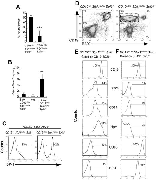 Figure 4. Identification of an abnormal pre-B cell population in 11- to 18-week-old CD19+/CreSfpi1lox/loxSpib−/− mice. (A) B-cell frequencies are severely reduced in 11- to 18-week-old CD19+/CreSfpi1lox/loxSpib−/− mice. Flow cytometric analysis was performed to determine the frequency of splenic B cells expressing CD19 and B220 in the spleen of mice of 11- to 18-week-old mice of the indicated genotypes. Seven mice per group were analyzed. (B) Measurement of deleted (Sfpi1Δ) allele frequencies in B cells from 6- to 10-week-old and 11- to 18-week-old CD19+/CreSfpi1lox/loxSpib−/− mice. Using qPCR, primers cko1 and cko2 (supplemental Table 1) were used to determine relative frequencies of Sfpi1Δ alleles in B cells enriched from mice of the indicated genotype and age. The Sfpi1Δ allele frequency in an 8-week-old CD19+/CreSfpi1lox/loxSpib−/− B cells was set to 1.00 (left bar), and the Sfpi1Δ allele frequency in a 17-week-old CD19+/CreSfpi1lox/loxSpib−/− B cells is expressed as fold increase relative to this value (right bar). qPCR also was performed on C57Bl/6 B cell genomic DNA (center bar) as an additional negative control to demonstrate specificity of the qPCR reaction. (C) Abnormal pre-B cell frequency in bone marrow of a 13-week-old CD19+/Cre Sfpi1lox/lox Spib−/− mouse. Flow cytometric analysis was used to determine the bone marrow pre-B cell frequencies expressing BP-1 on their cell surface from 13-week-old mice of the indicated genotypes. The histograms shown are gated on B220+CD43+ bone marrow cells. (D) Appearance of an abnormal B cell population expressing low levels of B220. Flow cytometric analysis was performed on splenocytes from 18-week-old mice of the indicated genotypes using antibodies recognizing CD19 or B220. CD19+/CreSfpi1lox/loxSpib−/− mice had a CD19+ B220low population in addition to the CD19+B220+ B-cell population (right panel, dashed box). (E-F) Identification of abnormal CD19+B220low cells as pre-B cells. Flow cytometric analysis using antibodies recognizing the indicated cell surface markers was used to determine the identity of gated CD19+B220+ B cells in CD19+/+Sfpi1lox/loxSpib−/− mice (E) or of gated CD19+B220low B cells in CD19+/CreSfpi1lox/loxSpib−/− mice (F). Gates are shown as dashed boxes in panel A. Results shown are representative of 9 mice analyzed.