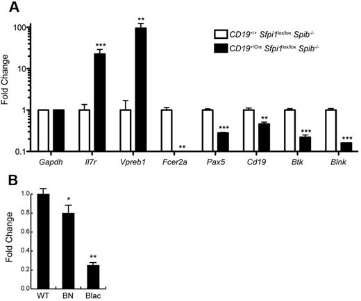 Figure 6. Reduced PU.1 levels induce reduced expression of transcripts encoding BLNK. (A) Changes in frequencies of mRNA transcripts in CD19+/CreSfpi1lox/loxSpib−/− pre-B ALL cells. Cell sorting was used to enrich B220low CD19+ pre-B ALL cells from the spleen of 17-week-old CD19+/CreSfpi1lox/loxSpib−/− mice, and as a control, B220+ CD19+ B cells from the spleen of 17-week-old CD19+/+Sfpi1lox/loxSpib−/− mice (see Figure 4D for illustration). RNA was prepared from each sample, and RT-qPCR was used to measure relative frequencies of steady-state mRNA transcript levels for genes indicated in the x-axis. Transcript frequencies were normalized to Gapdh transcript levels. The y-axis represents fold change in transcripts in CD19+/CreSfpi1lox/loxSpib−/− pre-B ALL cells compared with CD19+/CreSfpi1lox/loxSpib−/− B cells. (B) Dose-dependent reduction of Blnk transcript levels in response to reduced PU.1 levels. RNA was prepared from cultured pro-B cells generated from the fetal wild-type (WT), Sfpi1BN/BN (BN), or Sfpi1Blac/Blac (Blac) mice. RT-qPCR was performed as described above to determine relative frequencies of Blnk transcripts.
