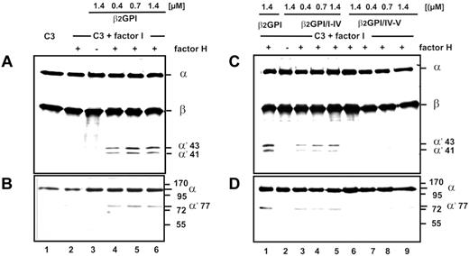 Figure 3. β2-GPI mediates inactivation of intact C3. (A) β2-GPI enabled degradation of C3 by factor I and factor H (lanes 4-6), but C3 was not cleaved by factor I in the presence of factor H (lane 2). The mobility of C3 cleavage products of 43 and 41 kDa is indicated. No cleavage product at 68 kDa was detected. (B) Probes from experiment shown in panel A were immunostained using a monoclonal C3a antibody. Cleavage product of 77 kDa, which represents the α-chain fragment including the C3a domain, is indicated. (C) Fragment β2-GPI/I-IV (lanes 8-10) mediated lower cleavage activities of C3 than β2-GPI and β2-GPI/IV-V (lanes 11-14) showed no effect. (D) C3a staining of the probes demonstrated a C3a containing cleavage product of 77 kDa in the presence of β2-GPI (lane 1) and β2-GPI/I-IV (lanes 3-5). Representative Western blots of 4 experiments are shown.