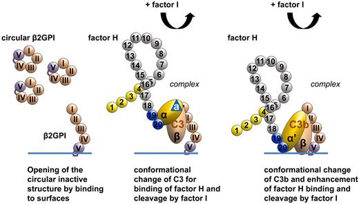 Figure 6. β2-GPI mediates complement-regulatory activities. Circular, inactive β2-GPI is recruited from plasma to modified surfaces that expose oxidized phospholipids, such as cardiolipin. Circular β2-GPI opens up and can bind C3, inducing a conformational change to enable binding of factor H and degradation by factor I. Elongated β2-GPI also acts on C3b to enhance binding of factor H and degradation and inactivation by factor I.