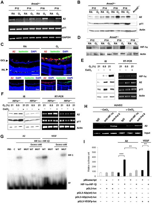 Figure 3. Annexin A2 is up-regulated during hypoxia through Hif-1α–mediated signaling. (A) RT-PCR determination of the fold change in Anxa2 and S100a10 mRNA levels in P12-P18 retinas from Anxa2+/+ mice after treatment with oxygen. GAPDH mRNA served as a loading control. (B) Representative immunoblot of Anxa2+/+ retinal A2 and p11 at P12, P14, P16, and P18 after treatment with oxygen (O2) or room air (RA). Actin was used as loading control. (C) Representative images of retinal sections from P17 Anxa2+/+ mice either maintained in RA or treated with O2 and stained with anti-A2 (red), isolectin B4 (green), and DAPI (blue). GCL indicates ganglion cell layer; INL, inner nuclei layer. Scale bars, 75 μm (magnification ×200). (D) Immunoblot of HIF-1α in P12, P14, P16, and P18 retinas from Anxa2+/+ mice maintained in RA or treated with O2. Actin served as the loading control. (E) Immunoblot and RT-PCR analyses of HIF-1α, A2, and p11 in HUVECs after treatment with either 0.5% O2 or 200μM CoCl2 for 16 hours. Actin served as the loading control. (F) Immunoblot and RT-PCR analyses of A2 and p11 in Hif1a+/+ and Hif1a −/− mouse embryonic fibroblasts after treatment with either 0.5% O2 or 200μM CoCl2 for 16 hours. Actin served as the loading control. (G) EMSA showing interaction between the HIF-1 complex and ANXA2 or VEGFA promoter probes. C indicates control; WT, ANXA2 or VEFGA probe containing wild-type HRE; MUT, ANXA2 or VEGFA probe containing mutant HRE; FP, free unbound probe. (H) ChIP assay showing interaction between HIF-1α and the ANXA2 promoter. Preimmune IgG and anti-RNA polymerase II served as negative and positive controls, respectively. (I) Luciferase assay showing activation of ANXA2 and VEGFA promoters by HIF-1 complex in HEK 293 cells (n = 3; *P < .05, **P < .01, and ***P < .001). The data are representative of 3 (A, C, D, G, H, and I) and 6 (B, E, and F) separate experiments.