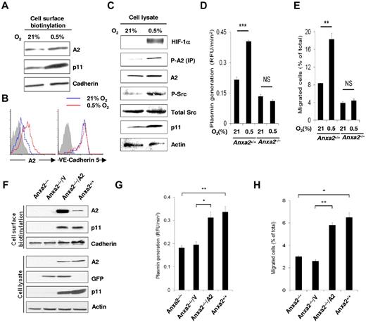 Figure 4. Hypoxia promotes functional endothelial cell surface expression of A2. (A) Immunoblot of cell surface biotinylated A2 and p11 on HUVECs treated with hypoxia (0.5% O2, 16 hours). Pan-cadherin served as the loading control. (B) Flow cytometric analysis of HUVEC surface A2 and VE-cadherin 5 after normoxia (21% O2, 16 hours; blue histograms) or hypoxia (0.5% O2, 16 hours; red histograms). Isotype-matched IgG served as control (shaded histogram). (C) Immunoblot showing total cellular HIF-1α, total A2, Tyr 416 phospho-Src, total Src, p11, and actin after hypoxia (0.5% O2, 16 hours). Phospho-A2 was captured by immunoprecipitation, followed by immunoblot analysis. (D) Anxa2+/+ and Anxa2−/− CMEC-associated plasmin generation for cells maintained in 21% versus 0.5% O2 (0.22 ± 0.014 vs 0.404 ± 0.005 vs 0.13 ± 0.01 vs 0.11 ± 0.007; n = 6; **P < .01; NS indicates no significant difference). (E) Migration of Anxa2+/+ (8.35% ± 0.074% vs 18.3% ± 1.36%) and Anxa2−/− (3.9% ± 0.34% vs 4.4% ± 0.5%) CMECs maintained in 21% or 0.5% O2 (16 hours, n = 3; **P < .01). (F) Immunoblot of surface and intracellular A2 and p11 in Anxa2−/− CMECs 48 hours after infection with either empty or A2-encoding viruses. Pan-cadherin and actin served as surface and intracellular protein loading controls, respectively. (G) Anxa2−/− CMEC-associated plasmin generation after infection with empty (V; 0.195 ± 0.014 RFU/min2) or A2-encoding virus (A2; 0.312 ± 0.025 RFU/min2; 48 hours, n = 3; *P < .05, **P < .01). (H) Migration of Anxa2−/− CMECs infected with either empty (V; 2.6% ± 0.14%) or A2-encoding virus (A2; 5.8% ± 0.23%; 48 hours, n = 3; *P < .05, **P < .01). The data are representative of 3 independent experiments (A-H).