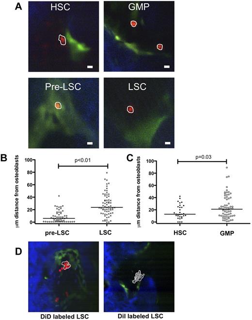 Figure 1. Discrete patterns of homing of leukemic and pre-LSCs compared with normal stem and progenitor cells. (A) In vivo imaging of HSCs, GMPs, pre-LSCs (MLL-AF9 transduced GMPs, expanded in vitro), and LSCs (MLL-AF9 transduced GMPs, in vivo expanded, from leukemic mice) homing to the bone marrow cavity of lethally irradiated osteoblast reporter recipient mice. Red with white outline represents injected HSCs, GMPs, pre-LSCs, or LSCs stained ex vivo with Vybrant DiD dye; green, osteoblasts; and blue, bone matrix. White bar represents 10 μm. The shortest, 3-dimensional distance from each HSC, GMP, pre-LSC, or LSC to the closest osteoblast was measured for each cell. (B) Pre-LSCs (MLL-AF9 GMPs expanded in vitro) homed 8.7 μm (median; range, 0.5-42 μm) from osteoblasts compared with LSCs that homed 23.7 μm (median; range, 0-79.2 μm) from osteoblasts (P < .01). Individual data point represents an individual cell. n = 3 or 4 biologic replicates. (C) HSCs homed 12.8 μm (median; range 0-42.1 μm) from osteoblasts compared with GMPs that homed 21.0 μm (median; range, 1.0-89.2 μm) from osteoblasts (P = .03). n = 3 biologic replicates per condition. (D) LSCs (MLL-AF9–transduced GMPs, expanded in vivo from leukemic mice) proliferate and form clusters in vivo. LSCs were stained with either Vybrant DiD (Invitrogen, red) or DiI (Invitrogen, white) and mixed in equal proportions before injection into lethally irradiated recipient mice. After 48 hours, clusters were observed. In all cases, clusters were made of a single color (red or blue), confirming clonal LSC expansion in vivo. All images were acquired using a 25× water immersion objective (NA 0.9) on a custom-made confocal/two-photon microscope and acquisition software (1). Image analysis was performed with ImageJ and measurements were obtained using Photoshop CS4 extender.