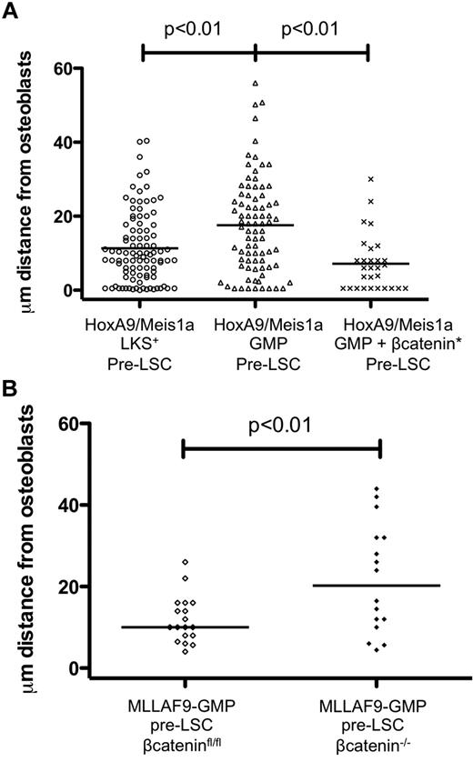 Figure 2. Homing of pre-LSCs is specified by Wnt signaling. (A) HoxA9-Meis1a-LKS+ pre-LSCs, characterized by active β-catenin signaling, homed 11 μm (median; range, 0-40.4 μm) from osteoblasts (n = 4 biologic replicates). In contrast, HoxA9-Meis1a-GMP (without active β-catenin signaling) pre-LSCs homed 17.6 μm (median; range, 0-56 μm) from osteoblasts (P < .01; n = 4 biologic replicates). HoxA9-Meis1a-GMP that expressed a constitutively active β-catenin homed 8 μm (median; range, 0.5-28 μm, n = 2 biologic replicates) from osteoblasts. P < .01, compared with HoxA9-Meis1a-GMP. (B) β-Catenin−/− MLL-AF9-GMP pre-LSCs homed 20 μm (median; range, 4-44 μm) from osteoblasts compared with control (β-cateninfl/fl) MLL-AF9-GMP pre-LSCs, which homed 10 μm (median; range, 4-26 μm) from osteoblasts (P < .01; n = 2 or 3 biologic replicates).