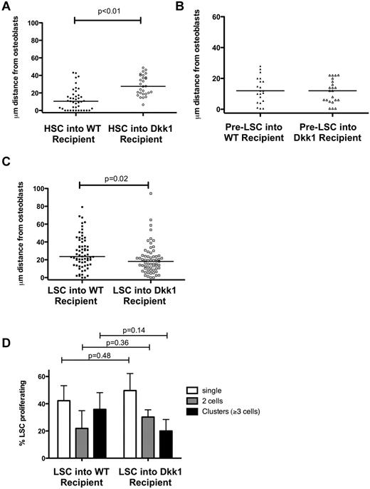 Figure 4. Dkk1 impairs the homing of HSCs, but not pre-LSCs and LSCs. (A) HSCs homed 10.5 μm (median) from osteoblasts in WT recipient mice and 27.6 μm from osteoblasts in Dkk1-transgenic mice (P < .01) (n = 3 biologic replicates). (B) Pre-LSCs homed 12.5 μm (median; range, 0.5-28 μm) from osteoblasts in WT and 11.5 μm (median; range, 0.5-22.2 μm) in Dkk1-transgenic mice (P = not significant; n = 2 biologic replicates). (C) LSCs homed slightly more closely to osteoblasts in Dkk1-transgenic mice (median, 18.2 μm; range, 0-94.4 μm) compared with WT recipient mice (median, 23.7 μm; range, 0-79.2 μm; n = 3 biologic replicates). (D) Proliferation of individual LSCs in vivo was measured 48 hours after injection. Each LSC was identified as composed of single cells, doublets, or clusters (≥ 3 cells together) and expressed relative to the total number of cells per mouse (n = 3 for WT and Dkk1). LSC proliferation in vivo was similar between WT and Dkk1 recipients (P = .36 for doublets, P = .14 for clusters).