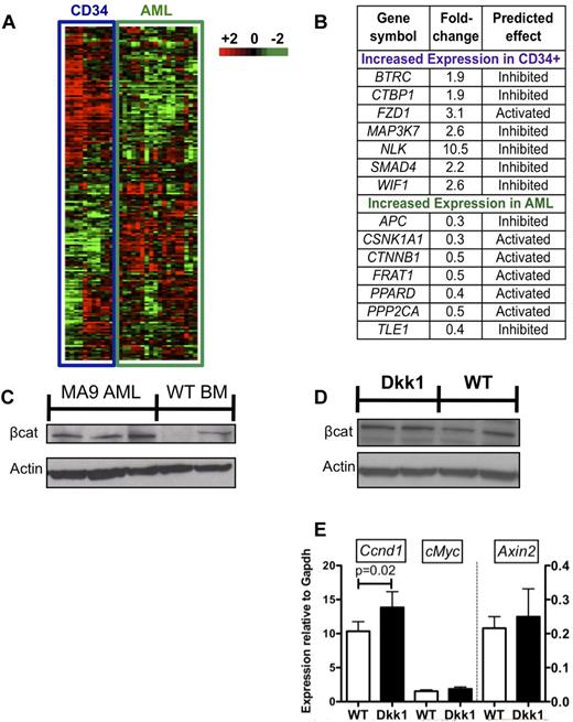 Figure 5. MLL-AF9 AML exhibits cell-intrinsic Wnt activation. (A) Wnt signaling is enhanced in AML caused by the MLL-AF9 fusion oncogene. A comparison of gene expression analysis was performed on CD34+ patient cells (n = 10, enriched for HSC activity) and leukemia cells from patients with MLL-AF9–associated AML (n = 20). Unsupervised hierarchical clustering analysis of differentially expressed genes between CD34+ and AML samples. (B) Genes overexpressed in CD34+ were associated with inhibition of Wnt pathway, whereas genes overexpressed in AML were associated with activation of Wnt pathway. (C) Western blot of MLL-AF9 AML whole bone marrow compared with WT control bone marrow. (D) Western blot of representative AML samples derived from WT or Dkk1 recipient mice showing no difference in β-catenin stabilization between WT or Dkk1 recipient. (E) Real-time quantitative PCR on RNA extracted from LSCs. Analysis of gene expression of candidate Wnt/β-catenin target genes Cyclin D1 (Ccnd1), cMyc, and Axin2. Ccnd1 expression was higher in Dkk1 recipients than WT controls (P = .02); however, there were no significant differences between expression of cMyc or Axin2. The expression of canonical Wnt targets Tcf7 and Lef1 was below the detection of the assay.