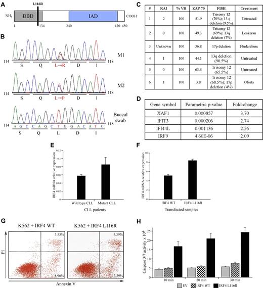 Figure 1. IRF4 mutations in CLL. (A). Schematic representation of the L116R mutation. (B) Chromatographs of L116R and L116P mutations. (C) Clinical characteristics of patients showing IRF4 mutations. (D) Significantly overexpressed genes in HEK 293 cells transfected with IRF4 L116R versus WT IRF4. (E-F) Mutant and WT IRF4 mRNA levels in CLL samples and transfected HEK 293 cells. (G) Expression of IRF4 L116R mutant increases apoptosis in K562 cells (representative experiment is shown). (H) Expression of IRF4 L116R mutant increases caspase-3/caspase-7 activity in K562 cells. Reaction was stopped at the indicated time points.