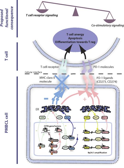 Figure 3. Impact of genetic alterations on the tumor microenvironment. The major mechanisms of 16p13.13 gene rearrangements leading to CIITA gene fusions and 9p24.1 amplification. These mechanisms involve down-regulation of MHC class II and up-regulation of PD-1 ligands, leading to an imbalance of T-cell receptor versus costimulatory signaling. Functional consequences for the tumor microenvironment encompass induction of T-cell anergy, apoptosis, and skewed differentiation toward regulatory T cells. Orange triangles indicate chromosomal break (B). ER indicates endoplasmic reticulum.