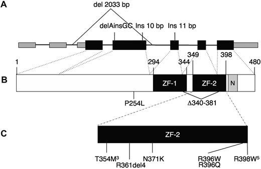 Figure 1. GATA2 gene. (A) Genomic organization of GATA2 showing 2 5′-untranslated and 5 coding exons. Wider boxes represent coding regions. Insertion/deletion mutations predicted to result in null alleles are shown above. (B) Protein domains of GATA2, showing N- and C-terminal zinc fingers (ZF-1, ZF-2) and nuclear localization signal (N). (C) Missense and in-frame deletion mutations identified within ZF-2. Superscript numerals indicate the number of independent mutations.