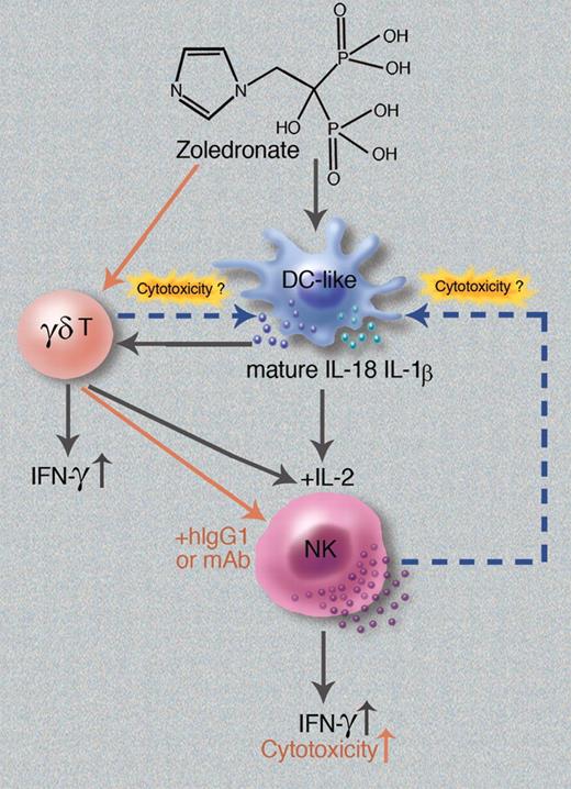 Schematic of zoledronate-induced activation and regulation of NK cells. The current study by Nussbaumer et al2 suggests that zoledronate activates DC-like cells to produce mature IL-18 and IL-1β proteins, which stimulate NK-cell IFN-γ production by acting on IL-2–primed NK cells directly. Alternatively, zoledronate-activated DC-like cells can act on γδ T cells, which in turn costimulate IL-2–primed NK cells to enhance production of IFN-γ indirectly. Later, zoledronate-activated NK cells or γδ T cells may kill DC-like cells, thus terminating NK-cell IFN-γ production. In addition, a separate study by Maniar et al5 shows that zoledronate can activate γδ T cells to subsequently stimulate NK-cell cytotoxcity in the presence of hIgG1 or mAbs (red arrows). Professional illustration by Marie Dauenheimer.