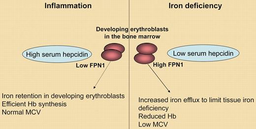 Role of the erythroblast FPN1-hepcidin interaction in pathologic conditions.