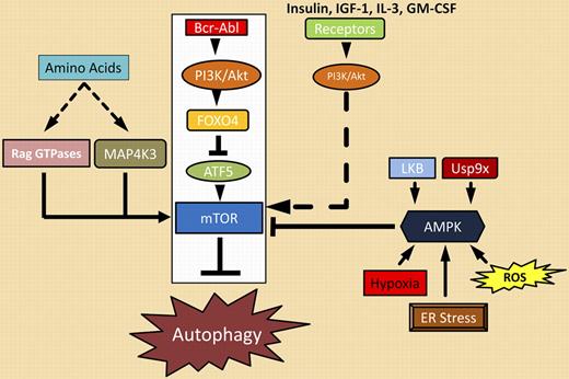 Bcr-Abl signaling complexes (boxed in white) and other regulators of autophagy.