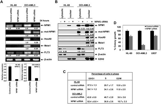 Figure 1. Depletion of NPM1 down-regulates the expression of leukemogenic markers induces G0/G1 accumulation and markedly reduces clonogenic survival of AML cells. (A) Top panel, HL-60 and OCI-AML3 cells were transfected with control siRNA or NPM1 siRNA for 24 hours. After 24 hours, total RNA was extracted and semi-quantitative RT-PCR was performed for WT-NPM1, Mt-NPM1, HOXA9, Meis1, and FLT3. The levels of β-actin mRNA served as the loading control. Bottom panel, quantitative PCR reactions were also performed with SYBR Green to assess NPM1 depletion in the siRNA transfected cells. Relative expression of NPM-1 was normalized to GAPDH. (B) HL-60 and OCI-AML3 cells were transfected with control (−) or NPM1 (+) siRNA and incubated for 48 hours. At the end of incubation, nuclear and cytosolic fractions were isolated and immunoblot analyses were performed for NPM1, HOXA9, Meis1, and FLT3. Expression levels of β-actin and EZH2 served as the loading and fraction controls for the cytosolic and nuclear extracts, respectively. (C) HL-60 and OCI-AML3 cells were transfected with control or NPM1-siRNA and incubated for 96 hours. Then, cells were fixed and stained with propidium iodide and cell cycle status was determined by flow cytometry. Values represent the mean of 3 independent experiments + SEM. (+) indicates G0/G1 values significantly different (P < .05) compared with control siRNA transfected cells. (D) HL-60, OCI-AML3, and U937 cells were transfected with control or NPM1 siRNA and incubated for 48 hours. Then, colony growth in semisolid media was assessed after 8 days. Columns represent the mean of 3 independent experiments; bars represent the SEM.