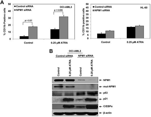 Figure 3. Knockdown of NPM1 enhances ATRA- induced differentiation of AML cells. (A) OCI-AML3 and HL-60 cells were transfected with control or NPM1-siRNA for 24 hours. After this, cells were treated with 0.25μM ATRA and incubated for an additional 72 hours. Differentiation was evaluated by staining the cells with Alexa 488-conjugated–anti-CD11b antibody followed by flow cytometry. Columns represent the mean of 3 independent experiments. Bars represent the SEM. (B) OCI-AML3 cells were transfected with control or NPM1 siRNA for 24 hours. Then, cells were treated with 0.25μM ATRA for an additional 72 hours. At the end of treatment, immunoblot analyses were performed for NPM1, Mt-NPM1, p53, p21, and C/EBPα on the total cell lysates. The expression levels of β-actin in the lysates served as the loading control.