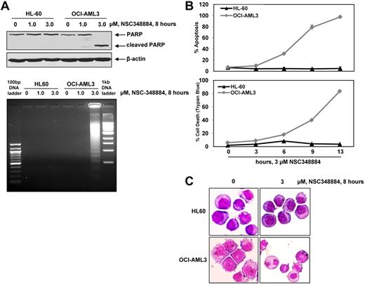 Figure 6. Treatment with NSC348884 induces apoptosis in mutant but not wild type NPM1 expressing AML cells. (A) HL-60 and OCI-AML3 cells were treated with the indicated concentrations of NSC348884 for 8 hours. At the end of treatment, total cell lysates were prepared and immunoblot analyses were performed for total PARP and cleaved PARP. The expression levels of β-actin in the lysates served as the loading control. Alternatively, evidence of apoptosis was demonstrated by DNA laddering assay. (B) HL-60 and OCI-AML3 cells were treated with 3μM NSC348884 for the indicated times. Then, cells were stained with annexin V and propidium iodide and the percentages of apoptotic cells were measured by flow cytometry. Alternatively, the percentages of nonviable cells were determined by trypan blue dye uptake in a hemocytometer. (C) HL-60 and OCI-AML3 cells were treated with the indicated concentrations of NSC348884 for 8 hours. Then, cells were cytospun onto glass slides and morphologic features of apoptosis were observed by light microscopy at 40× magnification. Representative images of untreated and NSC348884 treated HL-60 and OCI-AML3 cells are displayed.
