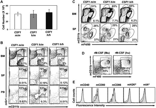 Figure 2. Myeloid differentiation in the humanized CSF-1 mice and cross-reactivity of human CSF-1. (A) Absolute numbers of BM cells of CSF1m/m, CSF1h/m, and CSF1h/h mice, as average per animal (2 tibia and fibula), were determined. Each group contains n = 5 mice, age 4 weeks. Error bars indicate ± SEM. Data are representative of 3 independent experiments. (B) Single-cell suspension of BM (top), spleen (middle), and peripheral blood (PB) from CSF1m/m, CSF1h/m, and CSF1h/h mice were prepared, stained with Gr1 and CD11b antibodies, and analyzed by flow cytometry. (C) Single-cell suspension of BM (top) and spleen (middle) from CSF1m/m, CSF1h/m, and CSF1h/h mice were prepared, stained with F4/80 and CD11b antibodies, and analyzed by flow cytometry. (D) BM cells were isolated and cultured in the presence of either recombinant mouse CSF-1 (left) or human CSF-1 (right) for 7 days. Cells were stained with F4/80 and CD11b antibodies and analyzed by flow cytometry. (E) BM cells were isolated and cultured in the presence of either recombinant mouse CSF-1 (filled) or human CSF-1 (open) for 7 days. Cells were stained with indicated surface markers and analyzed by flow cytometry.