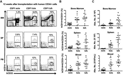 Figure 3. Human myeloid differentiation in the humanized CSF-1 mice. (A) Single-cell suspension of BM (top), spleen (middle), and peripheral blood (PB) from human CD34+ cells engrafted CSF1m/m, CSF1h/m, and CSF1h/h mice were prepared, stained with CD45, CD14, and CD33 human antibodies, and analyzed by flow cytometry. Cells that are human CD45+ were pregated and discriminated based on CD14 and CD33 expression. (B-C) Percentages (B) and absolute numbers (C) of human CD45+ CD14+CD33+ cells of BM (top), spleen (middle), and peripheral blood (PB) were calculated. Absolute numbers of BM cells were determined as average per animal (2 tibia and fibula) and of peripheral blood were determined per milliliter volume of blood. Each group contains n = 20 mice. Each symbol represents an individual mouse; horizontal bars indicate the mean values. Data are representative of 5 independent experiments.
