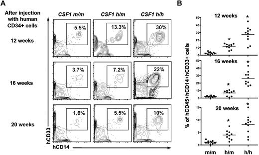 Figure 4. Sustained human myeloid differentiation in the humanized CSF-1 mice. (A) Human CD34+ cells engrafted CSF1m/m, CSF1h/m, and CSF1h/h mice were bled after 12, 16, and 20 weeks of transplantation. Cells were stained with CD45, CD14, and CD33 human antibodies, and analyzed by flow cytometry. Cells that are human CD45+ were pregated and discriminated based on CD14 and CD33 expression. (B) Relative frequencies of human CD45+ CD14+CD33+ cells were plotted. Each group contains n = 10 mice. Each symbol represents an individual mouse; horizontal bars indicate the mean values. Data are representative of 3 independent experiments.