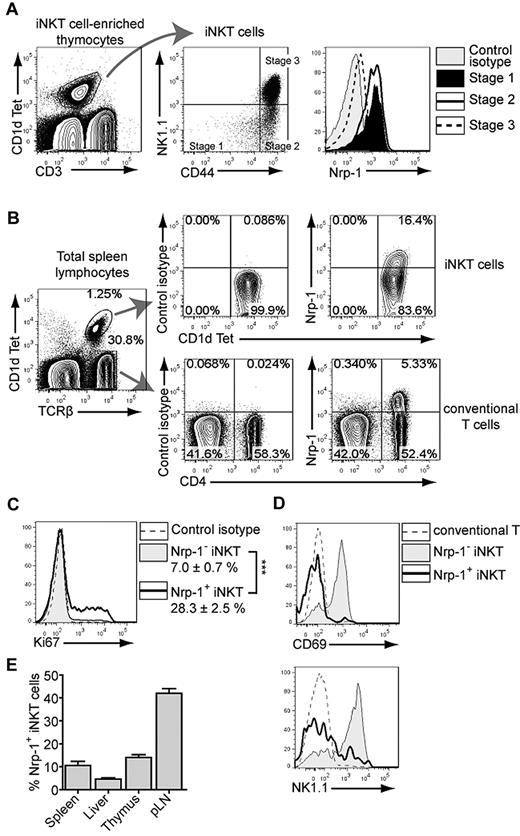 Figure 1. Nrp-1 is expressed in immature thymic and peripheral iNKT cells in naive mice. (A) Nrp-1 expression in thymic iNKT cells. Thymocytes from 7-week-old mice were enriched in iNKT cells by depletion of CD8+ cells, and the resulting cell suspensions were stained for FACS analysis of Nrp-1 expression in thymic iNKT-cell stages. iNKT cells were defined as CD3int CD1d Tet+ (left dot plot) and stage I (CD44low NK1.1−), stage II (CD44highNK1.1−), and stage III (CD44high NK1.1+) iNKT cells were gated as shown on the middle dot plot. The right histogram plot is representative of Nrp-1 expression in stage I (full black histogram), stage II (thick black line), and stage III (dotted line) iNKT cells overlaid on control isotype staining of total iNKT cells (shaded gray histogram). (B) Representative FACS analysis of Nrp-1 expression in splenic TCRβ+ CD1d Tet+ iNKT cells and TCRβ+ CD1d Tet− conventional T cells of 8-week-old naive mice. Note the subset of iNKT cells expressing Nrp-1 at the same levels as Treg cells (CD4+ Nrp-1+ conventional T cells). (C) Intranuclear staining for the proliferation-associated marker Ki67 in splenic Nrp-1− (shaded gray) and Nrp-1+ (thick black line) iNKT cells overlaid on control isotype staining (dotted line) of total iNKT cells. The percentage of Ki67+ cells in both subsets is indicated (n = 5, ***P < .001 by paired Student t test). (D) Representative histogram overlays showing CD69 and NK1.1 expression in splenic conventional T cells (dotted line), Nrp-1− (shaded gray), and Nrp-1+ (thick black line) iNKT cells. (E) Relative proportions of Nrp-1+ iNKT cells in spleen, liver, thymus, and pLN iNKT cells of 8-week-old naive mice (n = 4).