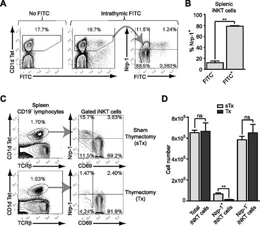 Figure 2. Nrp-1 is a marker of RTE iNKT cells. (A-B) Five-week-old mice were intrathymically injected with FITC and their spleens recovered after 36 hours. Splenocytes were enriched in iNKT cells and Nrp-1 expression was analyzed in iNKT cells by FACS. (A) Representative analysis of Nrp-1 and FITC expression in splenic CD1d Tet+ iNKT cells of control (No FITC) and treated (Intrathymic FITC) animals. (B) Nrp-1 expression by FITC− and FITC+ splenic iNKT cells from treated animals (n = 4, pooled data from 2 distinct experiments, **P < .01 by Student paired t test). (C-D) Eight-week-old mice were thymectomized (Tx) or sham-thymectomized (sTx) and killed 4 weeks later for analysis. (C) Representative FACS analysis of Nrp-1 and CD69 expression in splenic CD1d Tet+ CD19− iNKT cells of sTx and Tx mice. (D) Absolute numbers of total, Nrp-1+, and Nrp-1− iNKT cells in the spleens of sTx (light gray) and Tx (dark gray) mice (n = 4 for sTx and n = 5 for Tx, pooled data from 2 distinct experiments, ns: not significant, **P < .01 by unpaired Student t test).