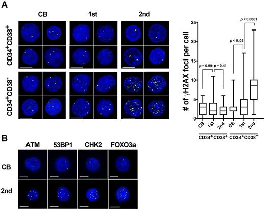 Figure 2. An accumulation of DNA damage in long-lived human HSCs. (A) Lin−CD34+CD38− cells or Lin−CD34+CD38+ cells isolated from CB and recipient mice bone marrow at 18 weeks after primary (n = 10) and secondary (n = 15) transplantation were immunostained for γ-H2AX (γ-H2AX: green; DAPI: blue; left). All bars represent 5 μm. The box and whisker plot shows the number of γ-H2AX foci per cell. More than 50 cells in random fields on a slide were counted for 5 independent experiments. (B) Lin−CD34+CD38− cells were immunostained with antibodies for ATM phosphorylated on Ser 1981 (green), 53BP1 phosphorylated on Ser 1778 (green), CHK2 phosphorylated on Thr 68 (green), or FOXO3a (green). DAPI (blue) was used to stain nucleus. All bars represent 5 μm.