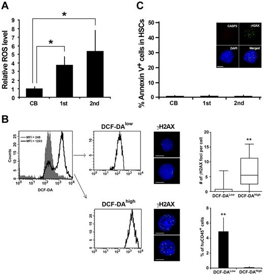 Figure 3. Increased ROS levels in long-lived human HSCs. (A) Lin−CD34+CD38− cells were isolated from CB (n = 4) and recipient mouse bone marrow at 18 weeks after primary (n = 4) and secondary transplantation (n = 4). Intracellular ROS concentrations were determined by the intensity of DCF-DA staining using a flow cytometor. The relative ROS level is presented as a fold induction compared with the MFI value detected in Lin−CD34+CD38− cells isolated from CB (*P < .05). (B) Representative sorting profiles of DCF-DA stained Lin−CD34+CD38− cells isolated from secondary recipients' bone marrow cells. Gray shade indicates a DCF-DA–staining of Lin−CD34+CD38− cells isolated from CB. Purified DCF-DAhigh cells and DCF-DAlow cells were immunostained for γ-H2AX. The box and whisker plot shows the number of γ-H2AX foci per cell. More than 50 cells in random fields on a slide were counted for 3 independent experiments (**P < .01). Bars represent 5 μm. DCF-DAlow and DCF-DAhigh Lin−CD34+CD38− cells isolated from secondary recipient were transplanted into sublethally irradiated NOG mice. Twelve weeks after transplantation, engraftment levels of human hematopoietic cells were assessed by flow cytometry (3 recipients in each group; **P < .01). (C) Apoptosis in Lin−CD34+CD38− cells was assessed by annexin V/PI staining (n = 3 in each group). Inserted images demonstrate the immunostaining results of Lin−CD34+CD38− cells from secondary recipient. Positive staining for γ-H2AX (green) but not for active form caspase-3 (red) was detected.