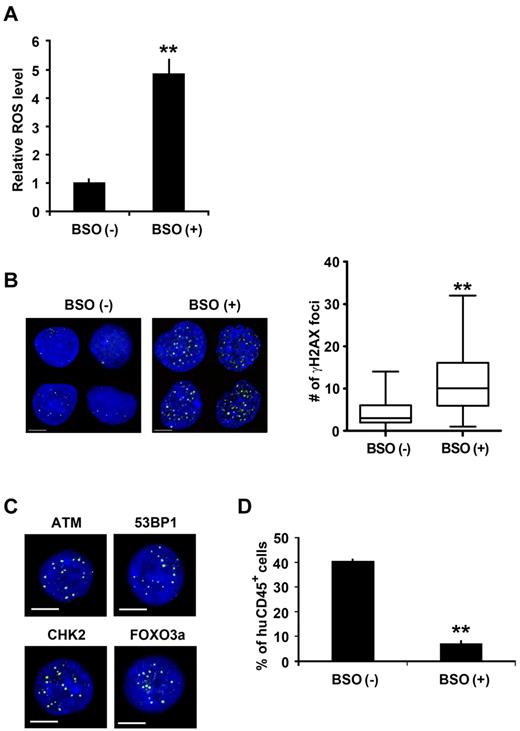 Figure 4. Oxidative DDR in human HSCs. (A) CB Lin−CD34+CD38− cells were cultured for 2 days with or without BSO. Intracellular ROS concentrations were determined by the intensity of DCF-DA staining using a flow cytometer. The relative ROS level is presented as a fold induction compared with the MFI value detected in Lin−CD34+CD38− cells cultured without BSO. Data were collected from 3 independent experiments (**P < .01). (B) CB Lin−CD34+CD38− cells cultured with or without BSO were immunostained for γ-H2AX (γ-H2AX: green; DAPI: blue). The number of γ-H2AX foci per cell is shown (right; **P < .01). Bars represent 5 μm. (C) CB Lin−CD34+CD38− cells treated with BSO were immunostained for ATM (p-S1981: green), 53BP1 (p-S1778: green), CHK2 (p-T68: green), and FOXO3a (green). All bars represent 5 μm. (D) BSO treated or nontreated CB Lin−CD34+CD38− cells were transplanted into NOG mice. Eight weeks after transplantation, engraftment levels of human hematopoietic cells were assessed by flow cytometry. Data were obtained from a total of 6 recipients in each group (3 independent experiments, **P < .01).