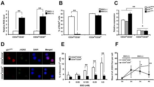 Figure 5. Distinctive response of human HSCs and progenitors to oxidative DNA damage. (A) CB Lin−CD34+CD38− cells and Lin−CD34+CD38+ cells were cultured with or without BSO for 2 days. Intracellular ROS concentrations were determined by the intensity of DCF-DA staining using a flow cytometor. The relative ROS level is presented as a fold induction compared with the MFI value detected in cells cultured without BSO. Data from 2 independent experiments are shown (**P < .01). (B) Two days after BSO treatment, cells were pulsed with BrdU and analyzed by flow cytometry. Data from 2 independent experiments are shown (**P < .01). (C) Relative expressions of p16INK4a, p14ARF, and p21CIP1 in Lin−CD34+CD38− cells and Lin−CD34+CD38+ cells cultured with or without BSO were analyzed at the end of 2-day culture by quantitative real-time PCR. Each value was normalized to 18S rRNA expression and is presented as a fold increase compared with the levels detected in cells cultured without BSO (**P < .01). (D) CB Lin−CD34+CD38− cells and Lin−CD34+CD38+ cells cultured with BSO for 2 days were stained with γ-H2AX and p21CIP1 mAbs (γ-H2AX: green; p21CIP1: red; DAPI: blue). Bars represent 5 μm. (E) At 2 days after BSO-treatment, the frequency of apoptotic cells was determined by annexin V/PI staining. Data from 3 independent experiments are shown (**P < .01). (F) The number of γ-H2AX foci per cell in Lin−CD34+CD38− cells and Lin−CD34+CD38+ cells at the indicated time points. Cells cultured with BSO for 2 days were washed, replaced with fresh BSO-free media, and cultured for additional 1, 2, or 3 days (n = 4 in each time point; *P < .05, **P < .01, Lin−CD34+CD38− cells vs Lin−CD34+CD38+ cells).