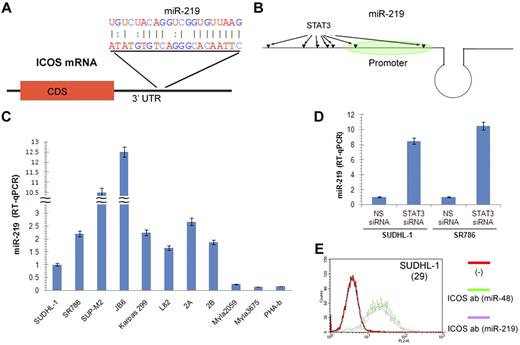 Figure 4. STAT3 inhibits miR-219 expression and miR-219 inhibits ICOS expression. (A) Schematic representation of the miR-219 binding site in 3′-untranslated region of ICOS mRNA and the sequence complementarity of miR-219 and the ICOS 3′-untranslated region target sequence. (B) Schematic depiction of miR-219 gene and molecular structure. The potential STAT3 binding sites in the miR-219 gene 3′ region, including the promoter, are indicated by arrows. (C) miR-219 expression in the depicted T-cell lymphoma lines and PHA-stimulated PBMCs detected by quantitative RT-PCR. (D) STAT3 siRNA-induced miR-219 expression detected by quantitative RT-PCR. (E) Inhibitory effect of miR-219 mimic on ICOS expression by SUDHL-1 cells detected by quantitative RT-PCR. Cell treatment with miR-48 mimic was used as control. The number in parentheses indicates the percentage of ICOS expression inhibition by miR-219 mimic relative to the miR-48 mimic control.