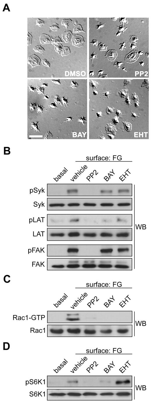Figure 1. S6K1 is activated upstream of Rac1 in platelets. (A) Representative DIC images of purified human platelets (2 × 107/mL) treated with vehicle (DMSO), the Src inhibitor PP2 (20μM), the Syk inhibitor BAY 61-3606 (1μM) or the Rac1 inhibitor EHT 1864 (50μM), on a surface of fibrinogen (FG). Scale bar = 10 μm. (B) Lysates from quiescent platelets in solution (basal) or FG-surface-attached platelets were analyzed for Src, Syk and FAK activation by Western blotting (WB) for Syk-pTyr323, LAT-pTyr171 and FAK-pTyr576/577. (C) Lysates were incubated with glutathione-sepharose conjugated to GST-PAK-CRIB to capture activated GTP-bound Rac1. Captured GTP-Rac1 and total Rac1 inputs were analyzed by Western blotting. (D) Platelets were treated with inhibitors as above and analyzed for S6K1 activation by Western blotting for S6K1-pThr389. PP2 and BAY 61-3606 decreased S6K1 phosphorylation by 86.9% and 66.9%, respectively (n = 3, P < .05). EHT 1864 increased pS6K1 levels by 121% relative to vehicle (n = 3, P < .05).