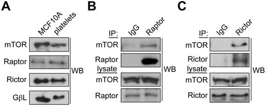Figure 3. mTORC1 and mTORC2 complexes are present in human platelets. (A) Centrifugally cleared lysates-(50 μg) from human platelets or MCF10A breast epithelial cells were analyzed by Western blot for levels of mTOR, Raptor, Rictor, or GβL. (B) mTORC1 complexes were identified by immunoprecipitating Raptor from platelet lysates and Western blotting for associated mTOR. (C) mTORC2 complexes were identified by immunoprecipitation of Rictor followed by Western blotting for coprecipitating mTOR. Nonspecific immunoglobulins (IgG) served as a negative control for immunoprecipitations. Immunoprecipitation results are representative of 3 independent experiments.