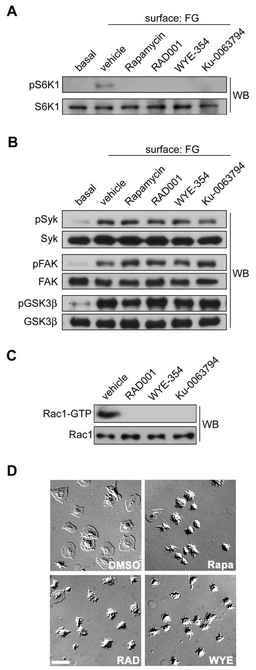 Figure 4. mTOR and S6K1 inhibition blocks Rac1 activation and platelet spreading. (A) Purified human platelets were treated with apyrase (2 units/mL) and vehicle (DMSO), Rapamycin (1μM), RAD001 (1 μM), WYE-354 (10μM), or Ku-0063794 (10μM) before spreading on a surface of fibrinogen. Lysates from surface-bound platelets were analyzed for S6K1 activation by Western blotting for S6K1-pThr389. (B) Western blot analysis of Syk-pTyr323, FAK-pTyr576/577, and GSK3β-pSer9 phosphorylation of fibrinogen-activated platelets pretreated with Rapamycin, RAD001, WYE-354, or Ku-0063794. (C) Lysates from surface-bound platelets were incubated with PAK-CRIB-GST to capture activated Rac1. Captured GTP-Rac1 and total Rac1 levels were determined by Western blot. (D) Representative DIC images of human platelets spread on coverglass coated with 100 μg/mL fibrinogen after treatment with apyrase and vehicle (DMSO), Rapamycin, RAD001, or WYE-354. Scale bar = 10 μm. Results are representative of 3 independent experiments.
