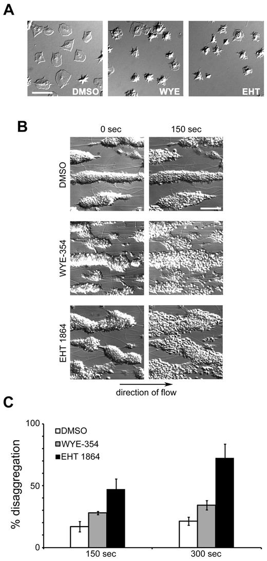 Figure 6. mTOR is required for platelet aggregate stability under flow. (A) Purified human platelets (2 × 107/mL) were spread on glass coverslips coated with 100 μg/mL fibrinogen. After 30 minutes, unbound platelets were removed and activated platelets were treated with vehicle (DMSO), WYE-354 (10μM), or EHT 1864 (50μM) for an additional 30 minutes. Platelet spreading and lamellipodial withdrawal were evaluated by DIC microscopy. Scale bar = 10 μm. (B) PPACK-anticoagulated blood was perfused over collagen for 4 minutes to produce platelet aggregates that were subsequently perfused with buffer containing fibrinogen for an additional 4 minutes before perfusion with buffer, fibrinogen, and vehicle (DMSO), WYE-354 (10μM), or EHT 1864 (50μM). Representative DIC images of platelet aggregates are shown. Arrow indicates direction of flow. Scale bar = 50 μm. (C) Quantification of platelet disaggregation promoted by WYE-354 or EHT 1864 under flow (n = 3). Data are represented as mean ± SEM.