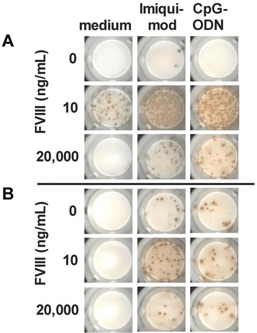 Figure 1. TLR7 and TLR9 agonists amplify T cell–dependent and facilitate T cell–independent restimulation of FVIII-specific memory B cells. CD138− (A) and CD138− T− (B) spleen cells were obtained from hemophilic mice treated with 4 weekly doses of 200 ng of FVIII and restimulated in vitro with FVIII in the presence of TLR7 agonist imiquimod or TLR9 agonist CpG-ODN. Newly formed FVIII-specific ASCs were detected after 6 days of culture by ELISPOT assay. The concentration of FVIII is indicated. Cells were differentiated in the presence of medium only, TLR7 agonist imiquimod (100 ng/mL) or TLR9 agonist CpG-ODN (100 ng/mL). Representative ELISPOTs are presented.