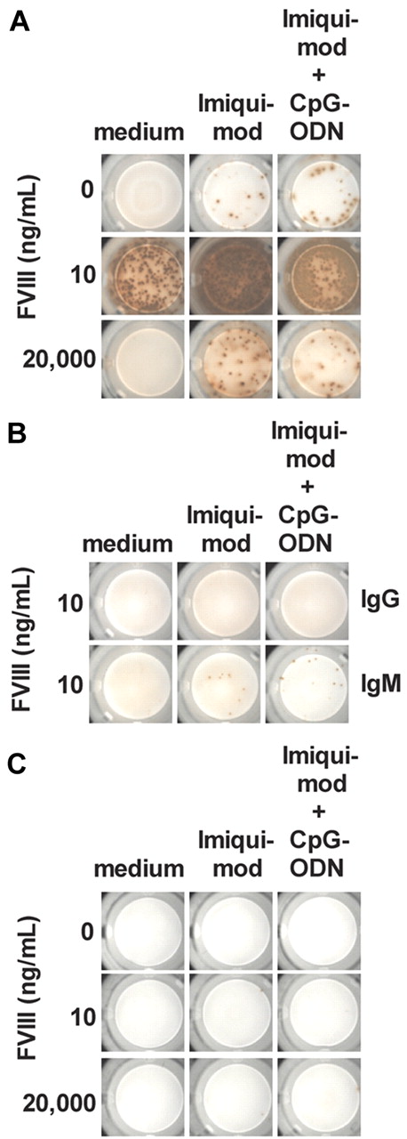 Figure 3. Highly purified memory B cells require CD4+ T-cell help for differentiation into FVIII-specific ASCs. (A) Purified memory B cells and CD4+ T cells were obtained from hemophilic mice treated with 4 weekly doses of FVIII. Cells were cultured in the presence of FVIII only, FVIII and TLR7 agonist imiquimod (100 ng/mL), or FVIII and a mixture of TLR7 agonist imiquimod (100 ng/mL) and TLR9 agonist CpG-ODN (100 ng/mL). The concentration of FVIII is indicated. Newly differentiated FVIII-specific ASCs were analyzed after 6 days of culture. Representative ELISPOTs are presented. (B) Purified naive B cells were obtained from untreated hemophilic mice, and CD4+ T cells were obtained from hemophilic mice treated with 4 weekly doses of FVIII. Naive B cells together with CD4+ T cells were cultured in the presence of FVIII only, FVIII and TLR7 agonist imiquimod (100 ng/mL), or FVIII and a mixture of TLR7 agonist Imiquimod (100 ng/mL) and TLR9 agonist CpG-ODN (100 ng/mL). FVIII was used at a concentration of 10 ng/mL. Newly differentiated FVIII-specific IgG ASCs and IgM ASCs were analyzed after 6 days of culture. Representative ELISPOTs are presented. (C) Purified memory B cells were obtained from hemophilic mice treated with 4 weekly doses of FVIII. Cells were cultured in the presence of FVIII and TLR7 agonist imiquimod or FVIII and a mixture of TLR7 agonist imiquimod (100 ng/mL) and TLR9 agonist CpG-ODN (100 ng/mL). The concentration of FVIII is indicated. Newly differentiated FVIII-specific ASCs were analyzed after 6 days of culture. Representative ELISPOTs are presented.
