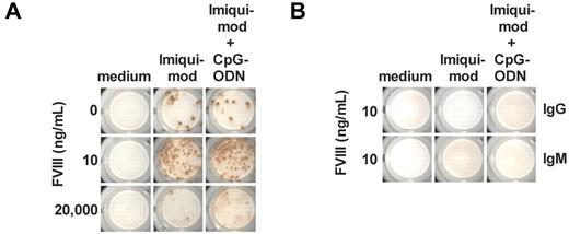 Figure 4. Purified CD11c+ DCs in the presence of TLR7 agonist facilitate T cell–independent restimulation of FVIII-specific memory B cells. Memory B cells were obtained from hemophilic mice treated with 4 weekly doses of FVIII. DCs and naive B cells were obtained from untreated hemophilic mice. (A) Purified memory B cells and purified CD11c+ DCs were cultured in the presence of FVIII only, FVIII and TLR7 agonist imiquimod (100 ng/mL), or FVIII and a mixture of TLR7 agonist imiquimod (100 ng/mL) and TLR9 agonist CpG-ODN (100 ng/mL). The concentration of FVIII is indicated. Newly differentiated FVIII-specific ASCs were analyzed after 6 days of culture. Representative ELISPOTs are presented. (B) Purified naive B cells and purified CD11c+ DCs were cultured in the presence of FVIII only, FVIII and TLR7 agonist imiquimod (100 ng/mL), or FVIII and a mixture of TLR7 agonist imiquimod (100 ng/mL) and TLR9 agonist CpG-ODN (100 ng/mL). The concentration of FVIII was 10 ng/mL. Newly differentiated FVIII-specific IgG ASCs and IgM ASCs were analyzed after 6 days of culture. Representative ELISPOTs are presented.