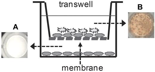 Figure 5. T cell–independent restimulation of FVIII-specific memory B cells requires cell–cell interactions between memory B cells and CD11c+ DCs. Purified memory B cells were obtained from hemophilic mice treated with 4 weekly doses of FVIII. CD11c+ DCs were obtained from untreated hemophilic mice. (A) Purified memory B cells only were seeded in the lower compartment. (B) Purified memory B cells and CD11c+ DCs were seeded in the upper compartment. Both compartments were restimulated with FVIII (10 ng/mL) together with TLR7 agonist imiquimod (100 ng/mL). Newly differentiated FVIII-specific ASCs were analyzed after 6 days of culture. Representative ELISPOTs are presented, each represents a pool of 4 wells.