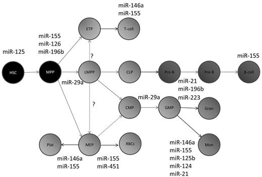 Figure 1. A schematic of hematopoietic development depicting the specific points in differentiation at which the miRNAs discussed in this review are thought to act. Many additional miRNAs have been found by profiling studies to be expressed at these particular stages of differentiation, but these are not shown. MPP indicates multipotent progenitor; LMPP, lymphoid-primed multipotent progenitor; ETP, early T-cell progenitor; CLP, common lymphoid progenitor; CMP, common myeloid progenitor; GMP, granulocyte-macrophage progenitor; MEP, myeloid-erythroid progenitor, Gran, granulocyte; Mon, monocyte; Plat, platelets; and RBCs, red blood cells.
