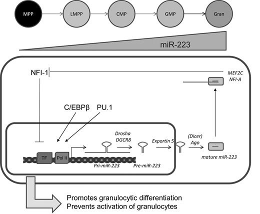 Figure 2. Summary of miR-223 regulation and function. miR-223 expression rises incrementally during successive stages of granulocytic differentiation. At the transcriptional level, miR-223 is induced by myeloid-specific factors, such as PU.1 and C/EBPβ, and inhibited by NFI-1. miR-223 inhibits Mef2c and NFI-1, the latter forming a positive feedback circuit.