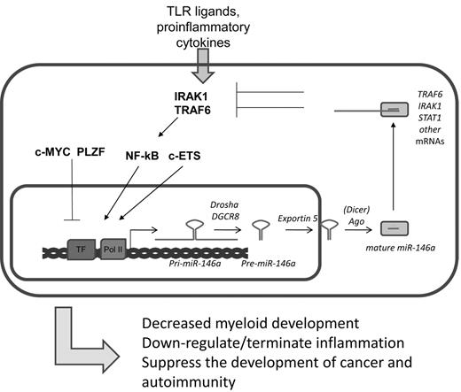 Figure 3. Summary of miR-146a regulation and functions. Transcription of miR-146a is thought to be induced by transcription factors NF-κB and c-ETS while possibly repressed by c-myc and PLZF. miR-146a targets mRNAs of TRAF6, IRAK1, and STAT1, among others, leading to decreased NF-κB activation and/or decreased IFN response. Overall, miR-146a has a repressive effect on myeloid cell development, NF-κB–induced inflammation, and the development of autoimmunity and hematopoietic malignancies.