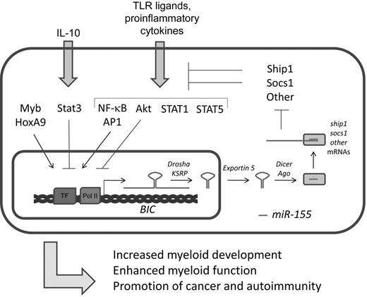 Figure 4. Summary of miR-155 regulation and functions. Transcription of miR-155 is up-regulated by the transcription factors NF-κB, AP-1, Myb, and HoxA9 and inhibited by Stat3- and Akt-dependent pathways. miR-155 targets mRNAs encoding Ship1, Socs1, as well as other proteins. Inhibition of Ship1 and Socs1 by miR-155, which themselves normally inhibit inflammatory responses, leads to enhanced activation of proinflammatory pathways. Functionally speaking, miR-155 has been shown to promote myeloid development and function and play a positive role in the promotion of cancer and autoimmunity.