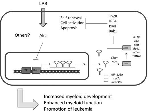 Figure 5. Summary of miR-125b functions. miR-125b is part of an miRNA locus that encodes other important miRNAs. It is cotranscribed with let-7c and miR-99a. Important targets of miR-125b include several factors important in the maintenance of stem cell properties and cell survival and apoptosis, including lin28, IRF4, BMF, and Bak1.
