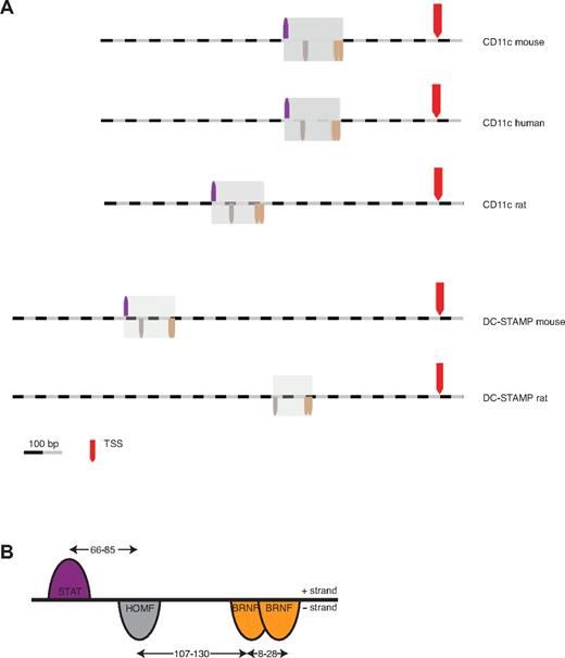 Figure 1. CD11c and DC-STAMP share a common promoter framework. (A) Identification of a regulatory framework by computational comparison of the CD11c promoter with the DC-STAMP promoter across species. TSS indicates transcription start site. (B) Detailed representation of the CD11c/DC-STAMP promoter framework, which contains 4 elements over a length of 250 bp. The transcription factor families and their respective orientation on the + and − strand are displayed. The indicated distance ranges result from the refinement of the framework in the rat CD11c promoter.