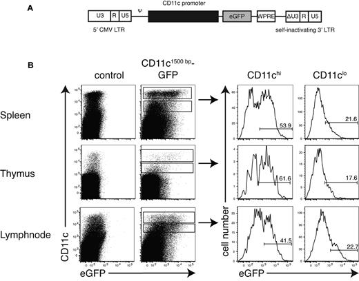 Figure 2. The pCD11c1500bp drives expression selectively in DCs. (A) Schematic representation of the lentiviral-based SIN-vector containing a fragment of the mouse CD11c promoter to control expression of enhanced GFP (eGFP). CMV indicates cytomegalovirus; Ψ, packaging signal; SIN, self-inactivating; LTR, long terminal repeat; WPRE, woodchuck hepatitis virus post-transcriptional regulatory element; and ΔU3, deletion in the U3 region. (B) Analysis of the CD11c1500bp promoter activity in different organs. HSCs from C57BL/6 mice were modified by transduction with a lentiviral vector presented in panel A and injected into lethally irradiated C57BL/6 recipient mice. After 8 weeks, single-cell suspensions of spleen, thymus, and lymph nodes (mandibular, axillary, and subiliac) from these chimeras were stained for CD11c and MHC-II, and GFP expression was analyzed by flow cytometry. For detailed quantification, we gated on CD11chi and CD11clo cells and histograms were shown. Data are representative of 2 independently performed experiments with 4 or 5 mice per group.