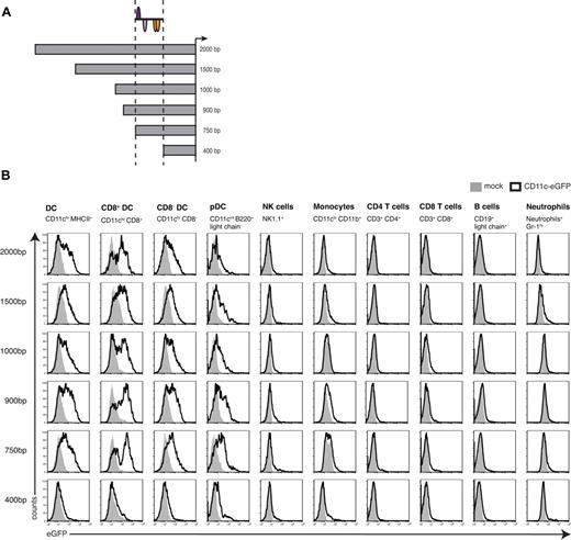 Figure 3. Sequential deletion analysis of the CD11c promoter in vivo. (A) Schematic illustration of pCD11c deletion constructs with the respective localization of the CD11c/DC-STAMP promoter model. (B) Promoter activity of different sizes of the mouse CD11c promoter measured by flow cytometry. Spleen cells from bone marrow chimeras generated with HSCs transduced with lentiviral constructs carrying the indicated pCD11c segment were analyzed for GFP expression. The different cell types were identified based on the expression of the indicated markers. Overlays were generated after gating on the relevant population using cells from C57BL/6 mice as negative controls. For every promoter construct, the data shown are representative of 2 independently performed experiments with 4 or 5 mice per group.