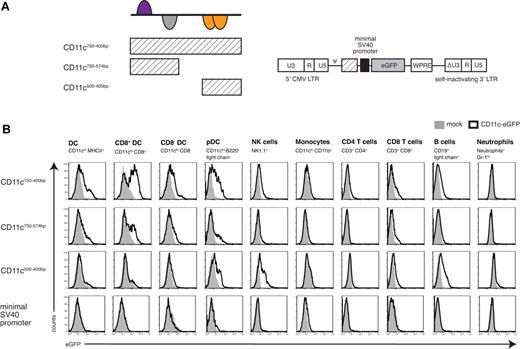 Figure 4. Segmental analysis of the newly defined promoter model. (A) Schematic illustration of the different parts of the CD11c/DC-STAMP promoter model and their respective location. pCD11c750-400bp, pCD11c750-574bp, and pCD11c500-400bp were cloned upstream of a SV40 minimal promoter into a lentiviral vector. (B) In vivo promoter analysis of the 3 pCD11c fragments indicated and the minimal SV40 promoter alone. Spleen cells from bone marrow chimeras were analyzed for GFP expression by flow cytometry. Histogram overlays of cells from C57BL/6 mice as negative controls are shown. Data are representative of 3 independently performed experiments (n = 4 or 5).