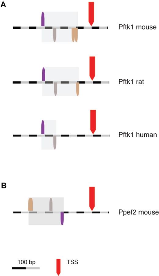 Figure 6. Identification of Ppef2 and Pftk1 as novel candidate genes. The ModelInspector program (Genomatix) was used to scan DNA sequences for the CD11c/DC-STAMP promoter model. First, a database of mouse promoters of annotated genes was screened. Then orthologous promoters, which were identified using a comparative genomics tool (ElDorado, Genomatix), were analyzed by the same method. Location of the CD11c/DC-STAMP promoter model in Pftk1 promoters across species (A) and in the mouse Ppef2 promoter (B). In the Ppef2 promoter, the 2 BRNF binding sites are so close together (10 bp), that they appear as one.
